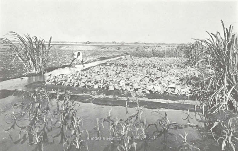African farmer growing crops under irrigation
