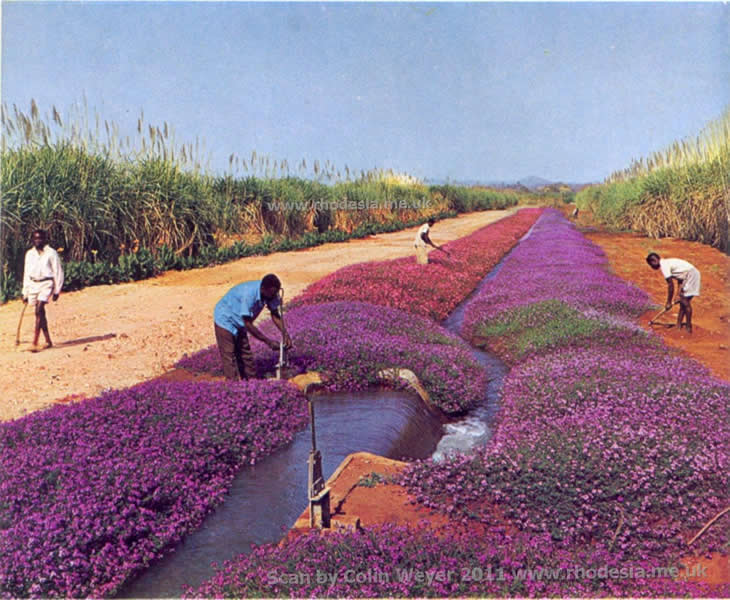 Secondary irrigation canal, Rhodesian lowveld